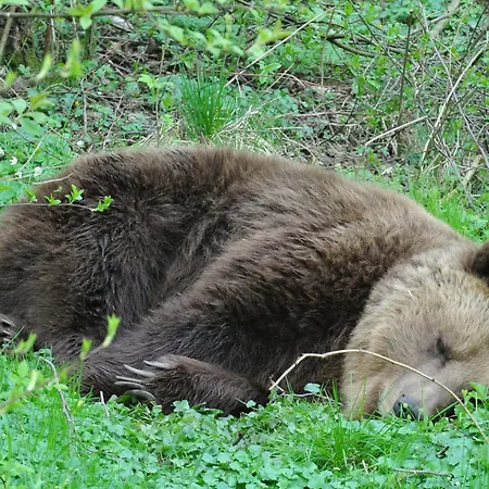 Blockhaus Fleesensee
