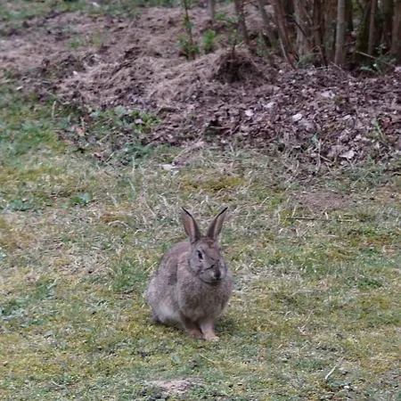 Blockhaus Fleesensee Сasa de vacaciones