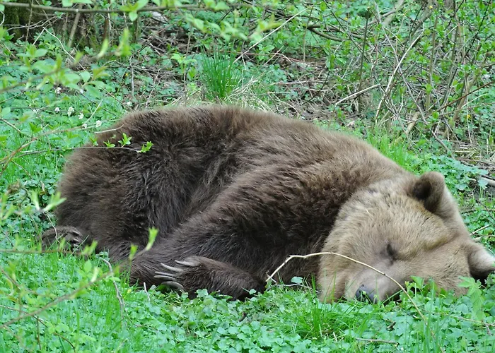 Blockhaus Fleesensee