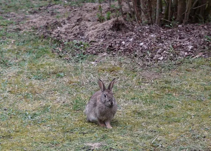 Blockhaus Fleesensee Сasa de vacaciones